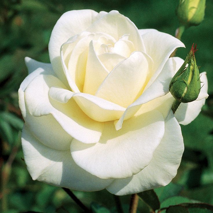 Emerald 55th Wedding Anniversary Rose Bush Gift Wrapped  2