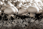 Carbeth Plants White Mushroom Growing Kit Close-up of white mushrooms growing in rich, dark soil with visible mycelium. 3