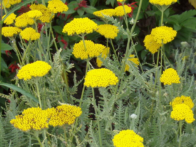 Achillea Yarrow - Coronation Gold OLYMPUS DIGITAL CAMERA 3