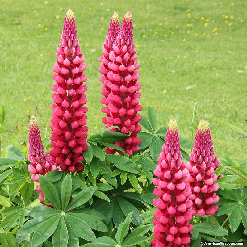 Lupin Perennials Red Lupin Perennials 'Red' image1 1