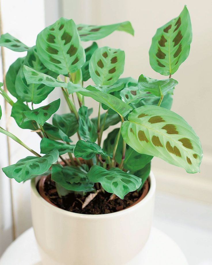 Maranta Leuconeura 158a1c6f4dfd39c88a3eda9c2372fc11 1
