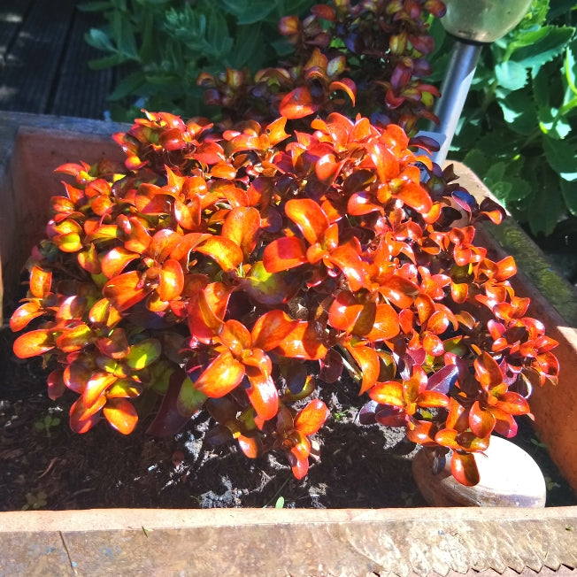Coprosma Pina Colada - 2 Plants 162654_zoeo_1561205584609_652 5
