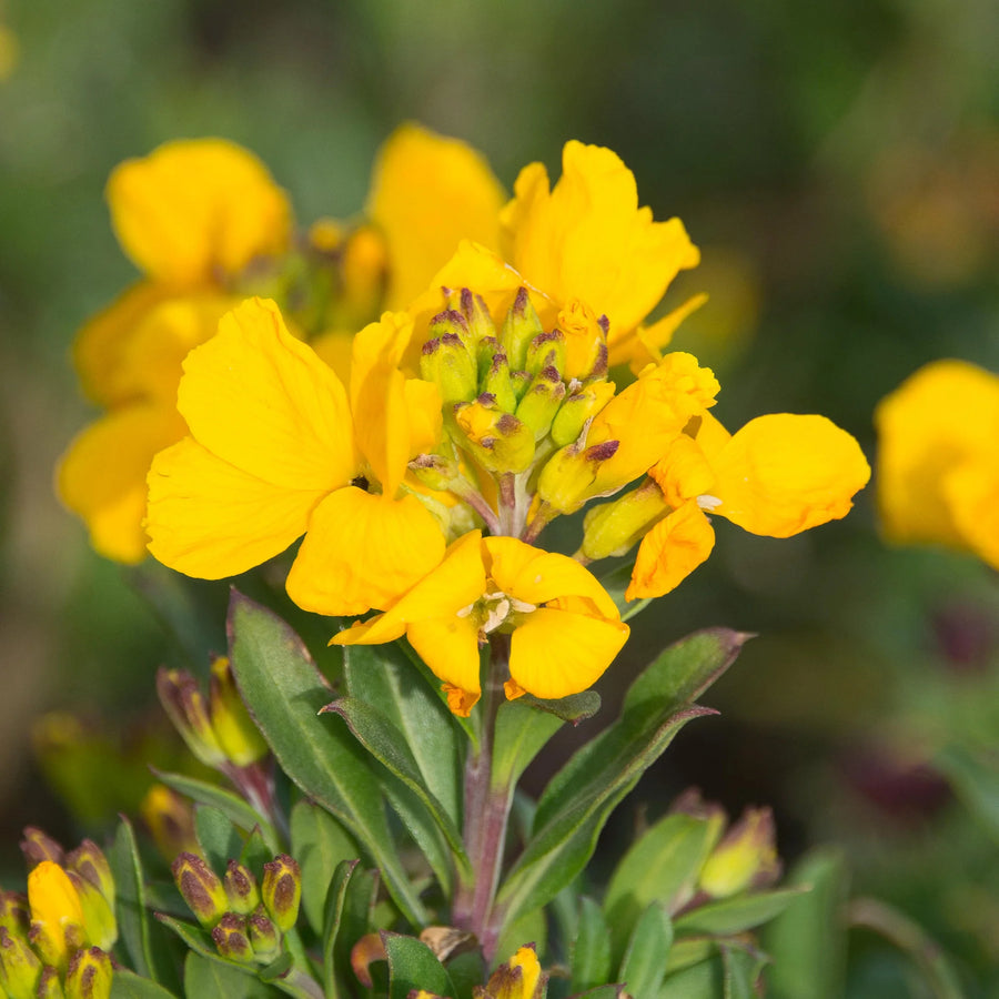 Erysimum Wallflower  9