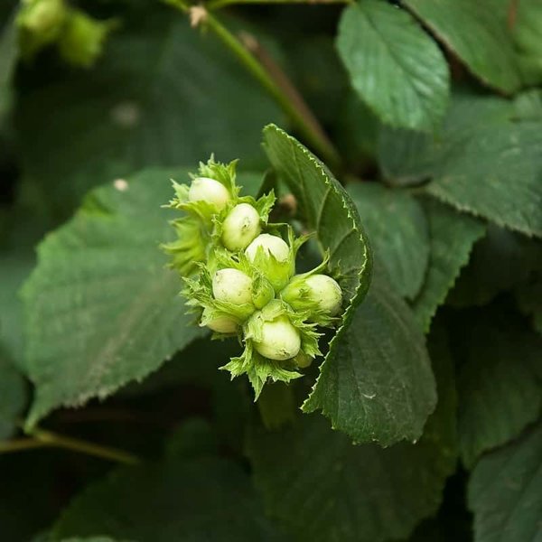 Corylus - 'Garibaldi' - White Hazelnut Tree Corylus - 'Garibaldi' - White Hazelnut Tree image2 2