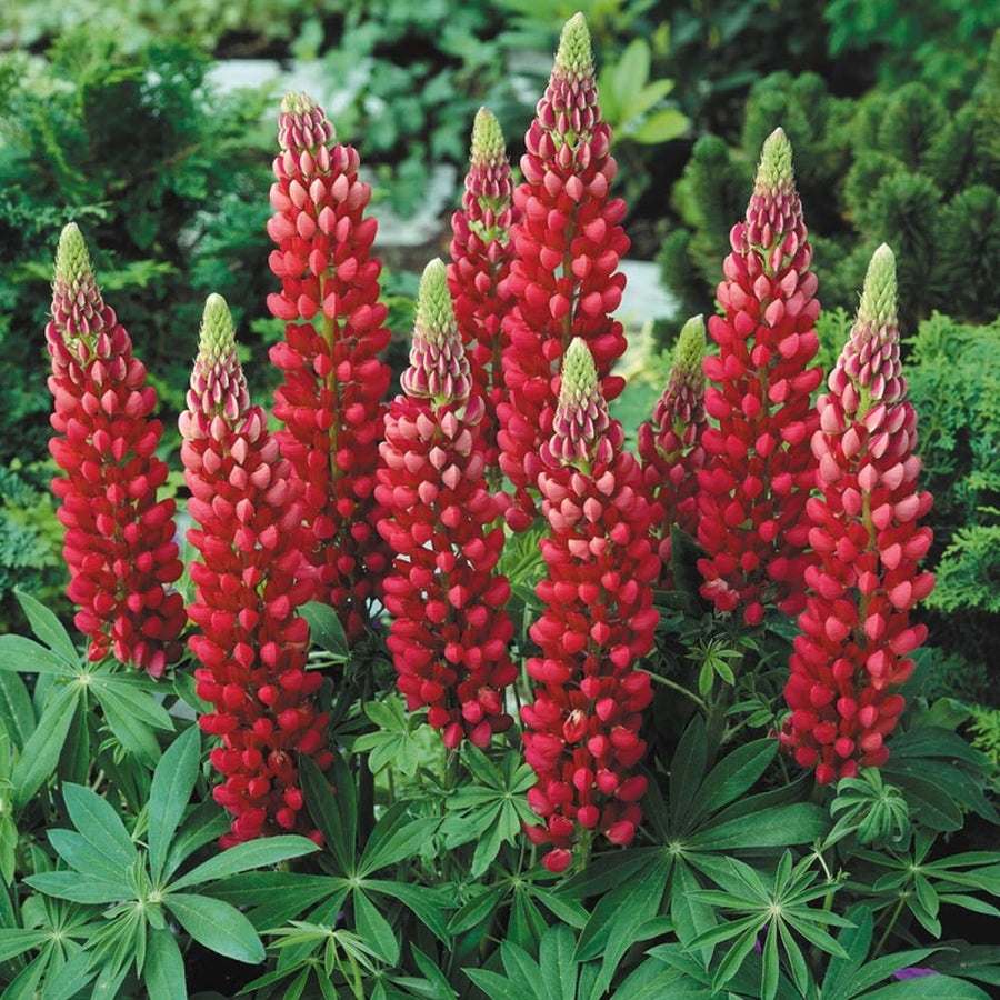 Lupin Perennials Red Lupin Perennials 'Red' image2 2