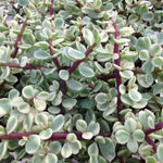 Variegated Jade Plant  3