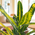 Croton Sunny Star  2