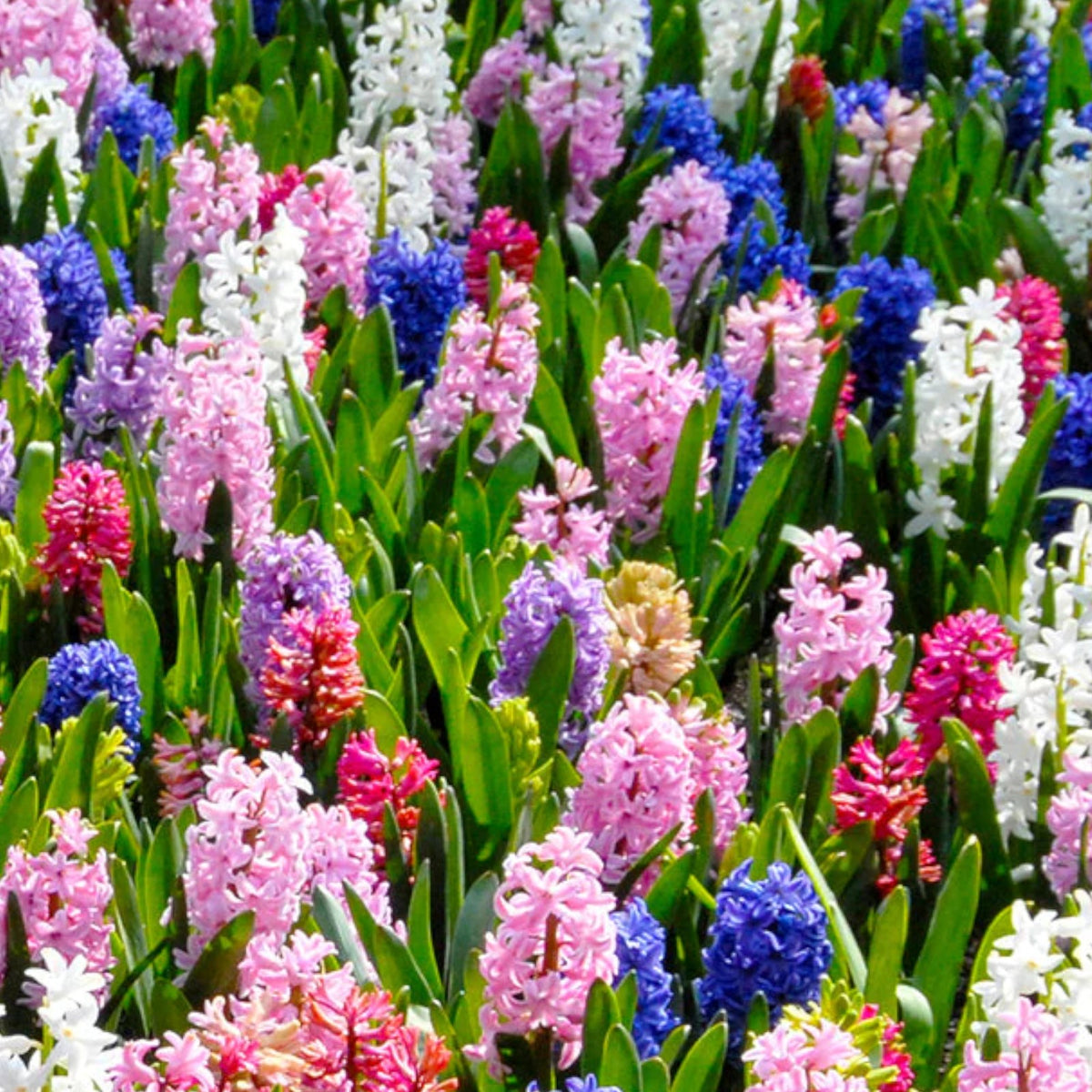 Hyacinth Bulb Collection  4