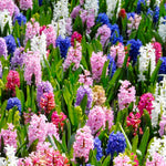 Hyacinth Bulb Collection  4
