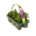 Verbena Blue Bedding Plants  5