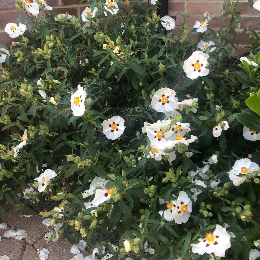 Cistus Snowfire - 2 Plants Cistus Snowfire - 2 Plants image4 4