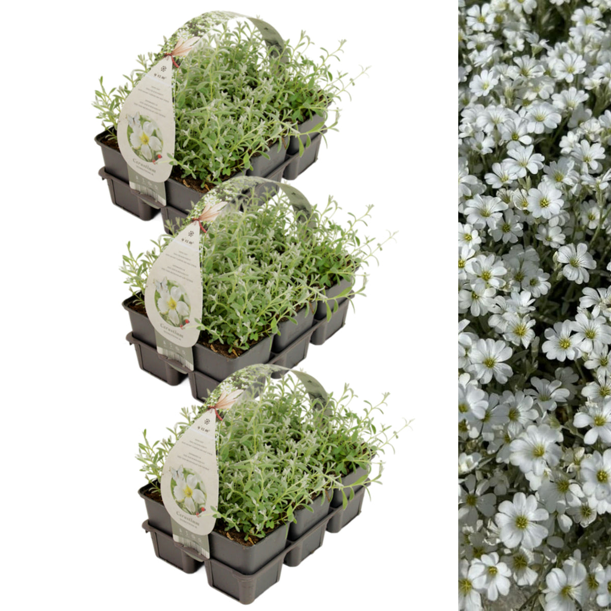 Snow in Summer in 9cm Pot Three six-pack trays of Snow in Summer (Cerastium tomentosum) plants with light green foliage, accompanied by a close-up of dense white floral coverage. 10