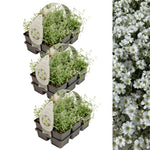 Snow in Summer in 9cm Pot Three six-pack trays of Snow in Summer (Cerastium tomentosum) plants with light green foliage, accompanied by a close-up of dense white floral coverage. 10