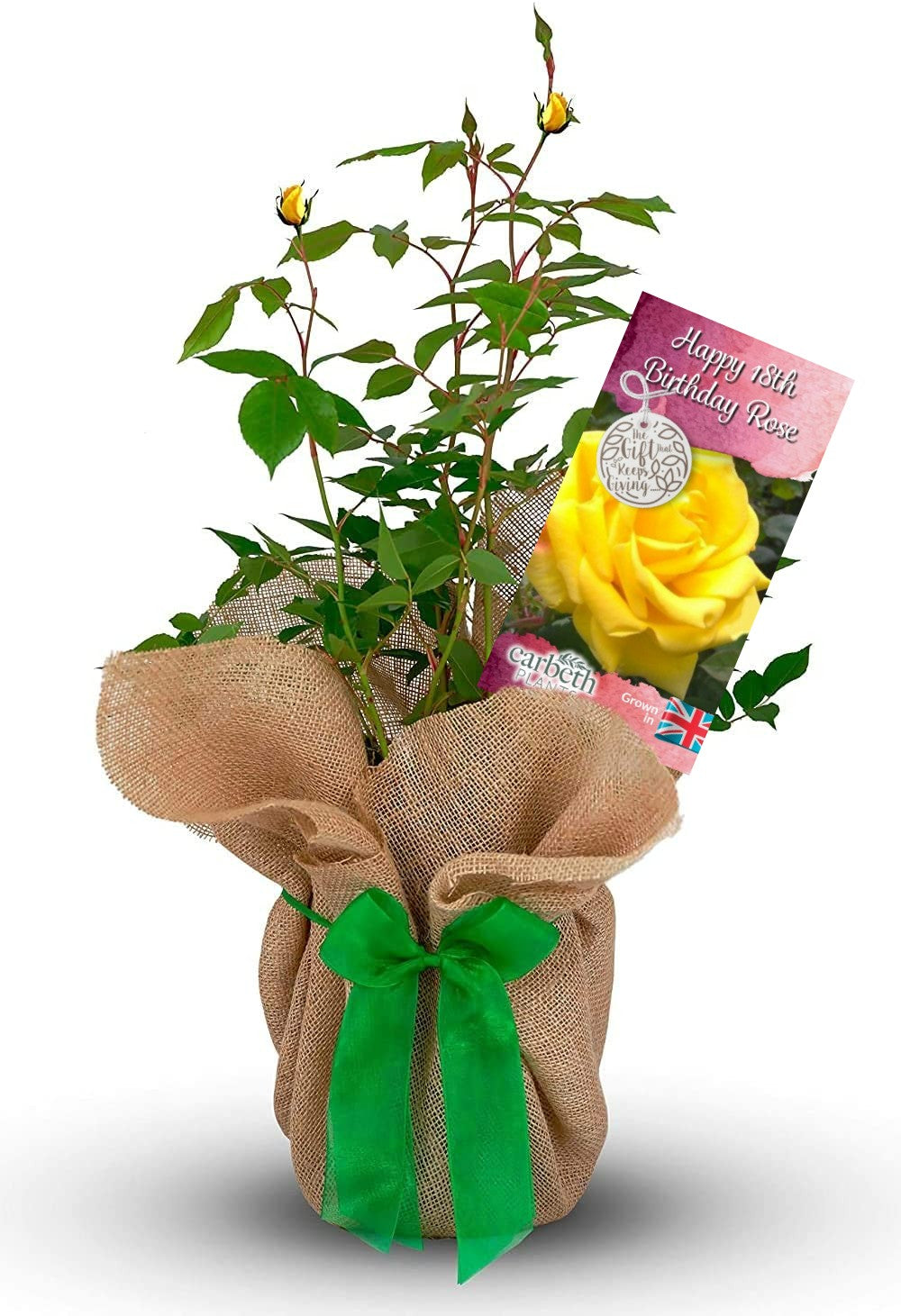 Happy 18th Birthday Rose Bush Gift Wrapped