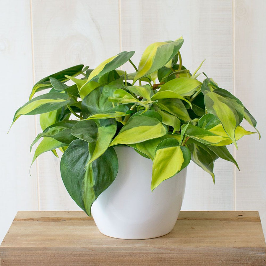 Philodendron Scandens Brasil Hanging Plant 19027 6