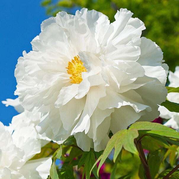 Tree Peony - White Tree Peony - White image3 2