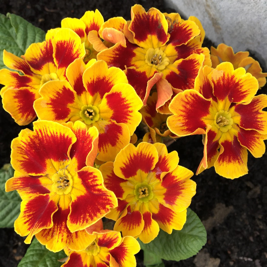 Primrose Plant - Primula elatior Castillian Primrose Plant - Primula elatior Castillian image1 1