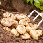Organic Bambino Seed Potatoes  2