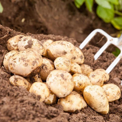 Organic Bambino Seed Potatoes  2