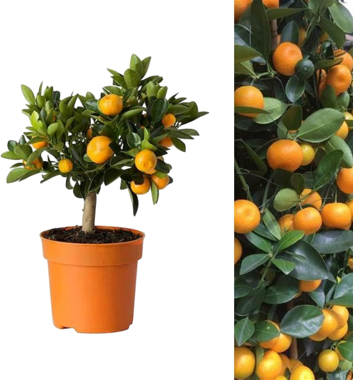 Mini Citrus Orange Calamondin Tree  2