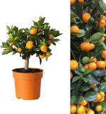 Mini Citrus Orange Calamondin Tree  2