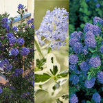 Ceanothus Plant Collection  1