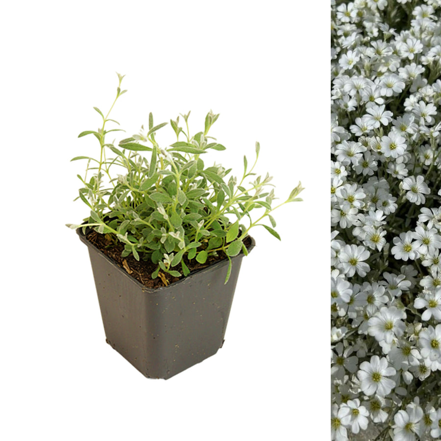 Cerastium Tomentosum Snow in Summer Single potted Snow in Summer (Cerastium tomentosum) plant with silvery-green foliage, next to a cluster of small white star-shaped flowers. 3