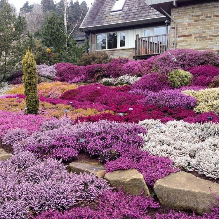 Mixed Calluna Heather Plants 1c48859e7a0a130a78f4f9b7b1216d01 4