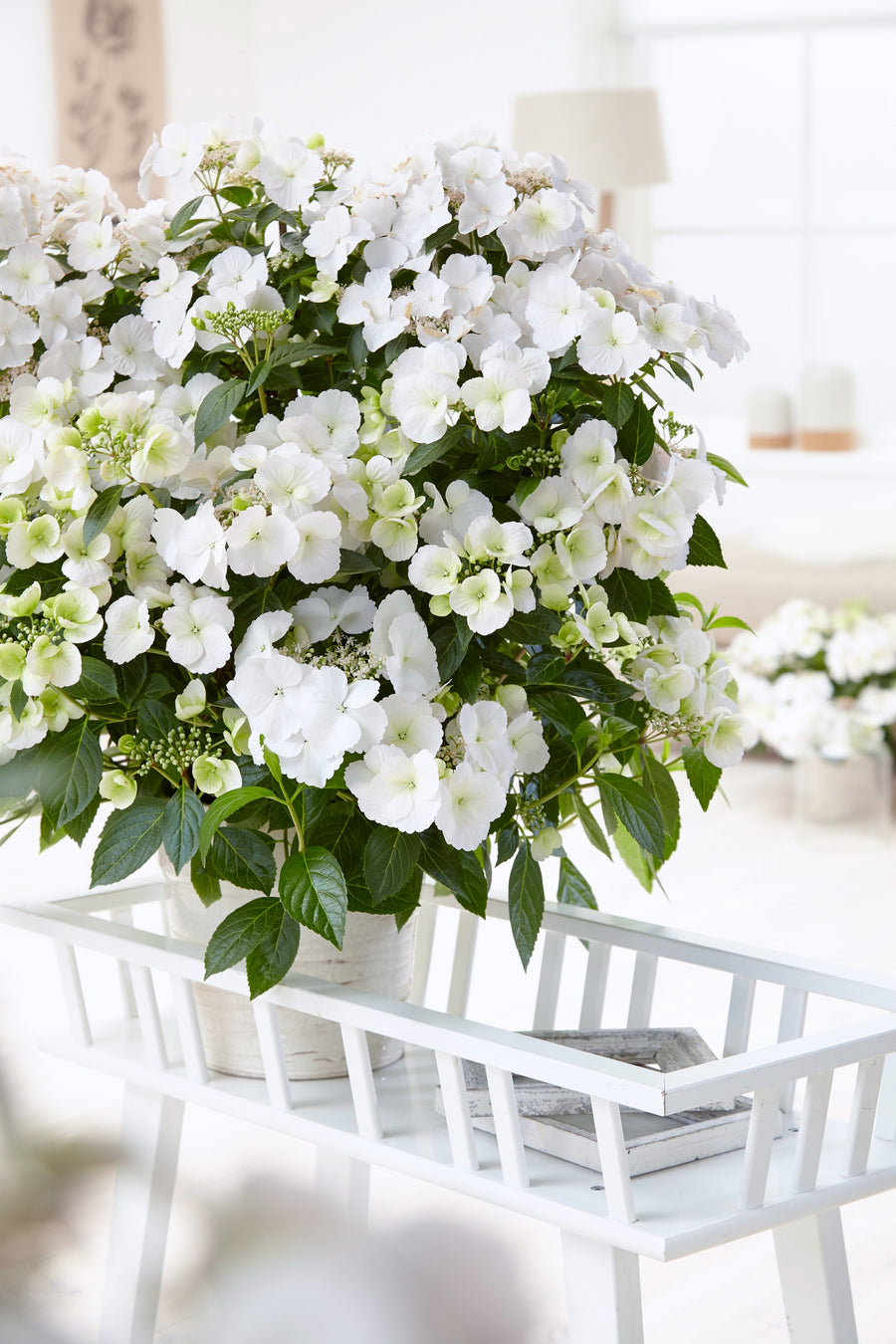 White Hydrangea Runaway Bride - Vertical Garland Hydrangea 1dd9fea69e0041cg65110b1e5e097d4b 7