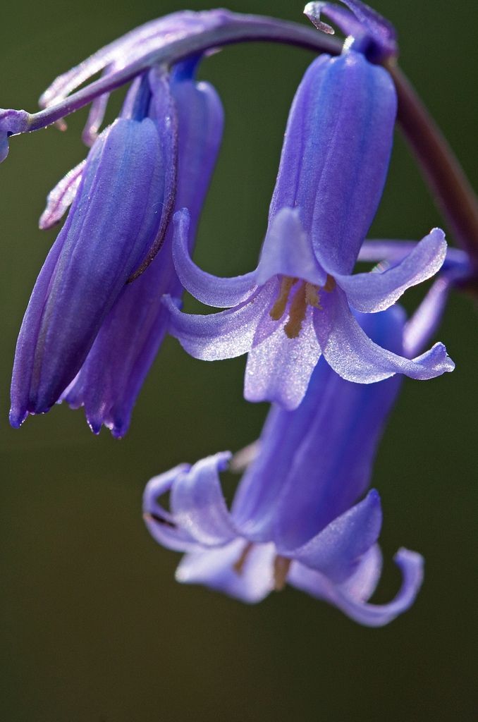 Bluebell Flower Plants 3 x Bluebell Flower Plants image2 3