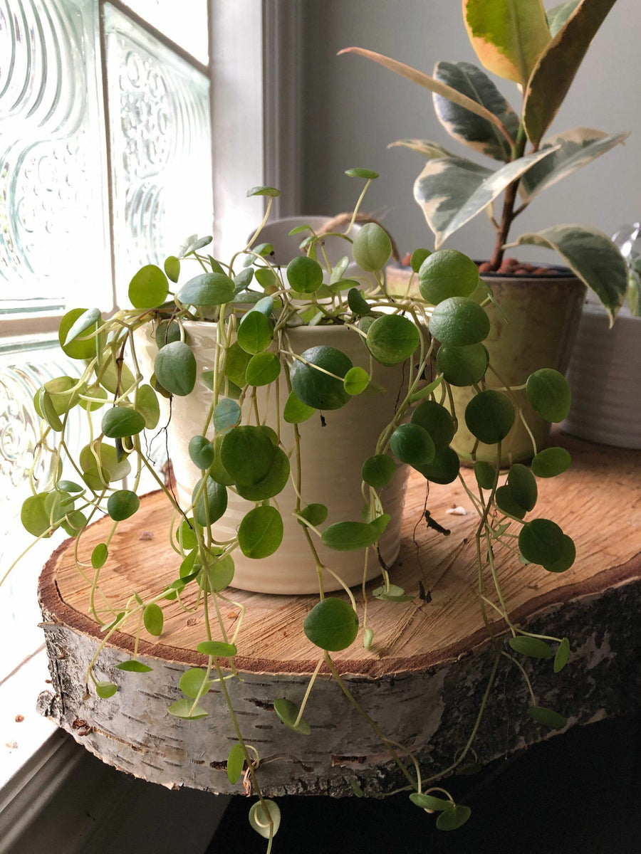 Peperomia Pepperspot 1fa2074e95871ae5b15d8d9e0096d03f 3