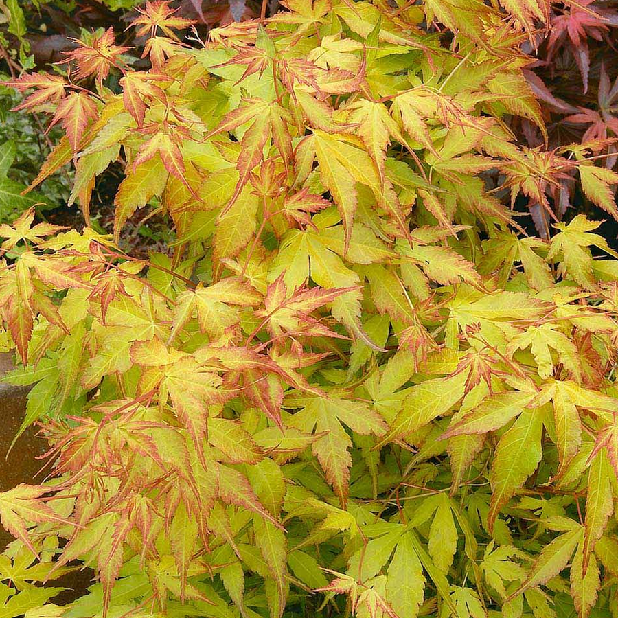 Acer Palmatum Katsura 2 2