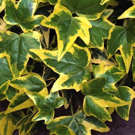 Hedera Climbing Ivy - Goldchild 2 2