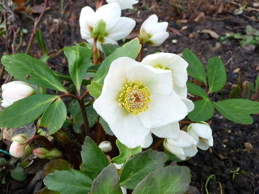 Helleborus Niger - 'Christmas Rose' 2 3