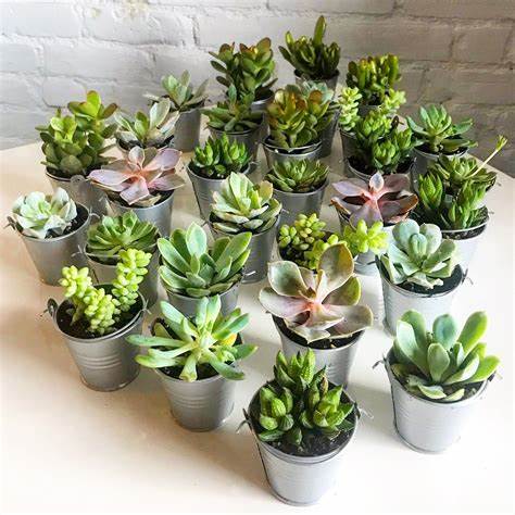 15 Mixed Plants - 5 Succulents, 5 Sempervivum & 5 Cactus 2 2