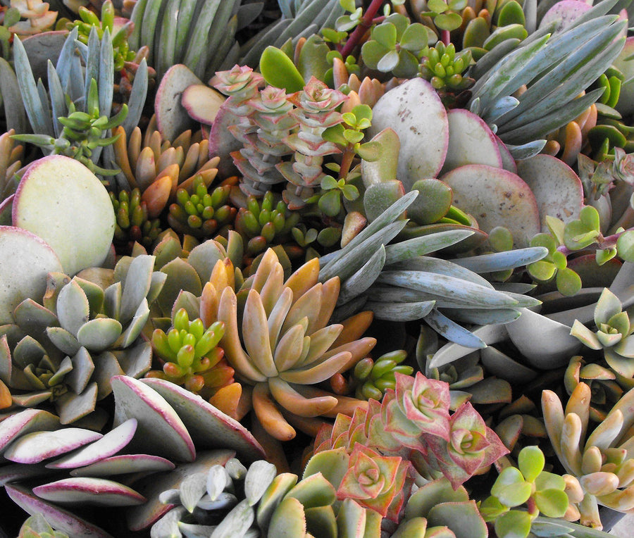 Mix Plants - 2 Aloe Vera & 1 Succulent 2 1