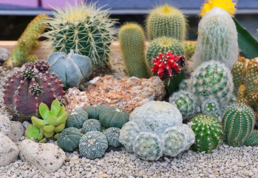 Cactus Indoor Mix 2 1