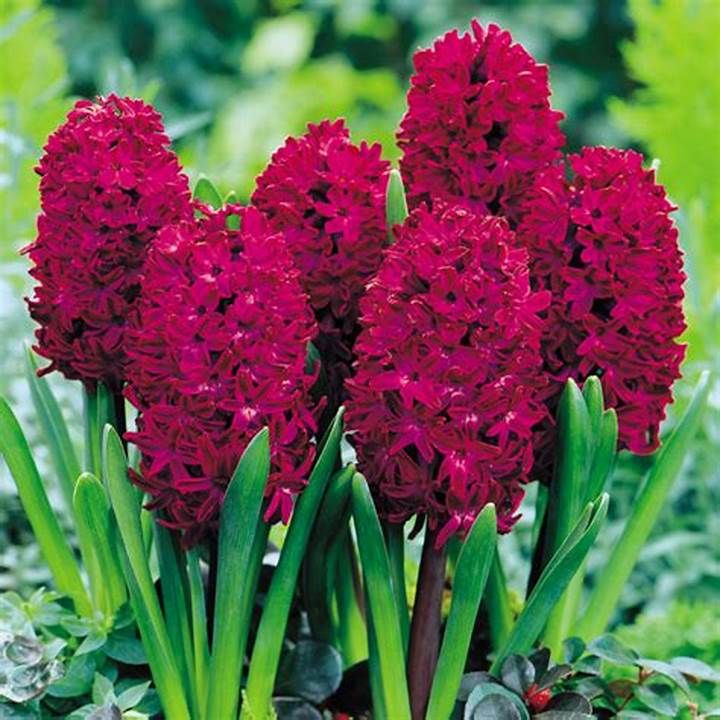 Red Hyacinth Flowering Bulb Trio 2 2
