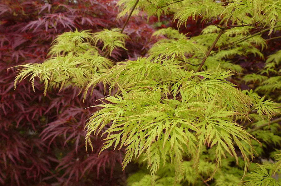 Acer Emerald Lace 2 3