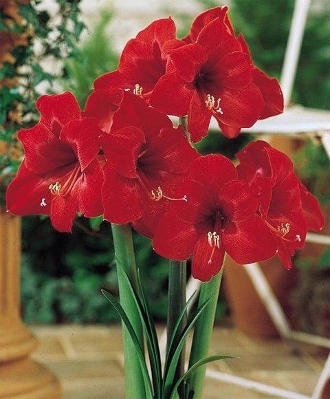 Amaryllis Bulbs Mixed Plants Amaryllis Bulbs - (3 Mixed Plants) image2 2
