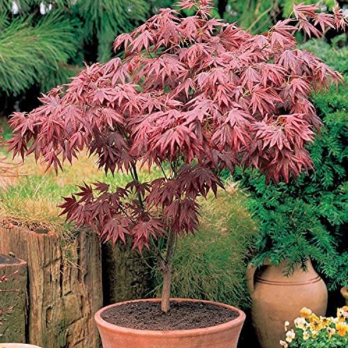 Acer Atropurpureum 2 2