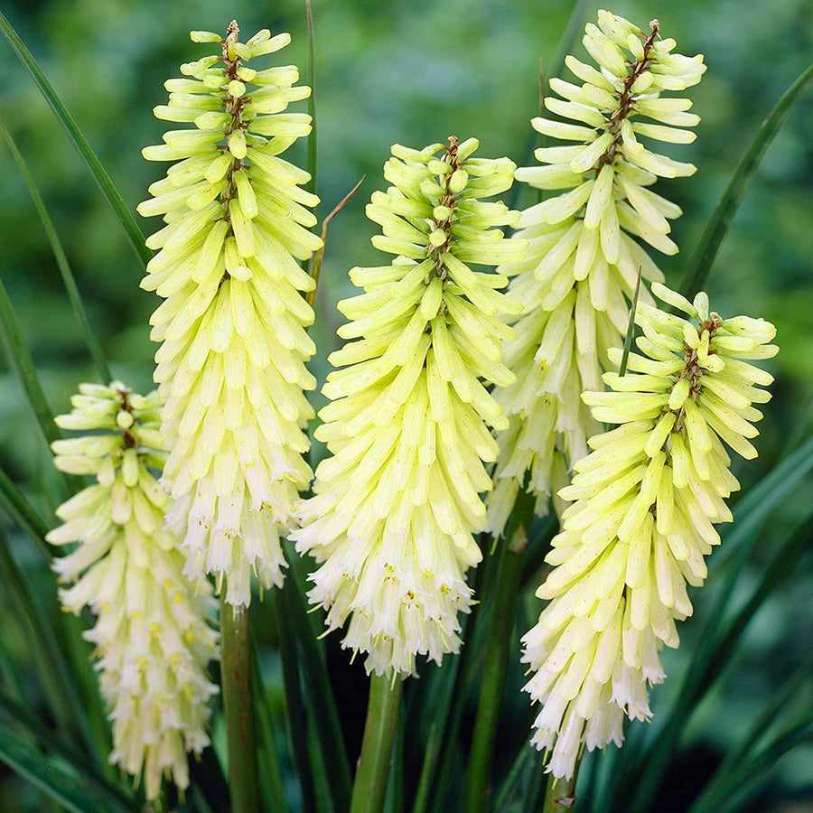 Kniphofia Pineapple Popsicle 2 2
