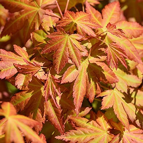 Acer Orange Dream 2 3