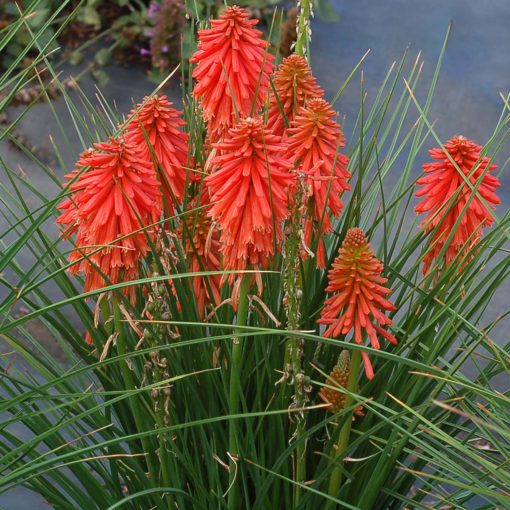 Kniphofia Poco Red 2 2