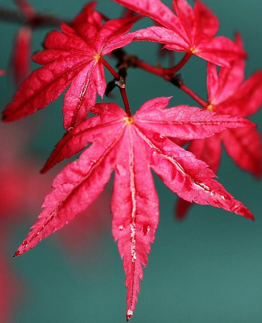 Acer Palmatum Beni Maiko 2 3