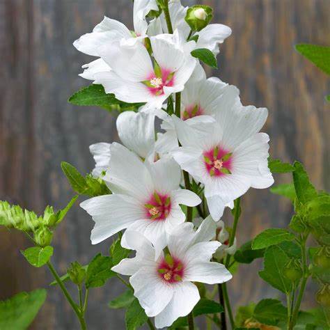 Lavatera Barnsley - White Tree Mallow Plants 2 3