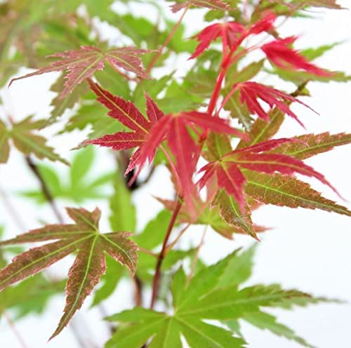 Acer Palmatum Phoenix 2 2