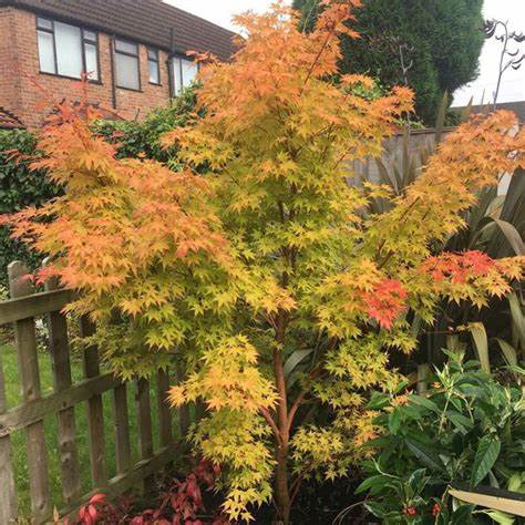 Acer Palmatum - 'Sango-kaku' 2 3