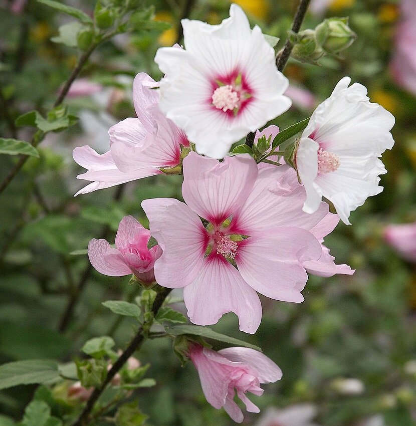 Lavatera Silver Barnsley - Tree Mallow Plants 2 2