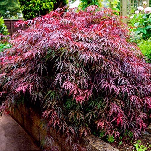 Acer Tree Mix Plant Collection 2 2